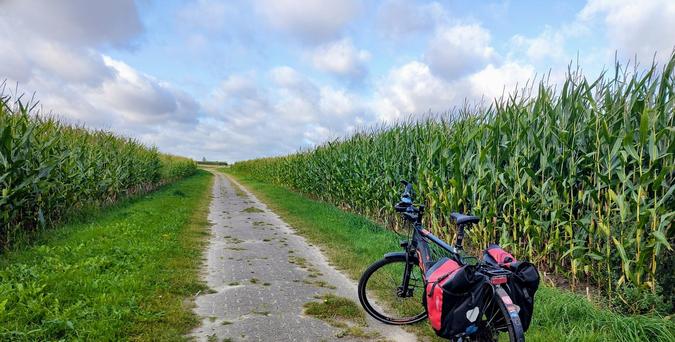 Gepflasterter Feldweg mit Maisfeldern auf beiden Seiten. Die Maispflanzen sind ca. zwei Meter hoch. Auf dem weg steht mein Fahrrad.