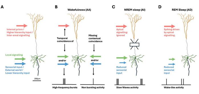 Figure 1. Brain-state specific apical mechanisms in pyramidal neurons. (A) Cortical pyramidal cell. Green: soma and (peri)somatic dendrites. Orange: apical dendritic tuft. Gray: apical dendrite. Black: axon. Inputs from other areas, representing internally generated priors and top-down signals from areas higher in the hierarchy are segregated to touch the apical tuft (light red arrow). Sensorial evidence and input from areas at lower hierarchical levels (light blue arrow) target the somatic/perisomatic zone together with local signaling (green arrow). (B) During wakefulness, the AA mechanism signals the temporal coincidence of (peri-)somatic and apical inputs by emitting high-frequency burst. (C) In deep-sleep, AI induces the soma to ignore apical signals. (D) When dreaming, AD induces a multi-areal integration driven by internal imagery in absence of sensorial inputs.