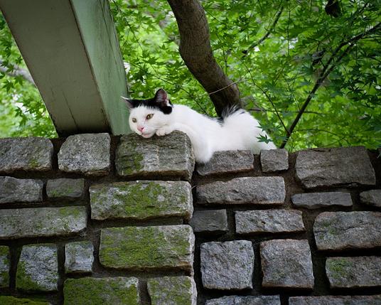 A mostly white cat with black trim rests languidly atop a stone wall above the camera's height.