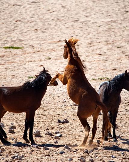 Three hotses on the dessert. One of them jumping