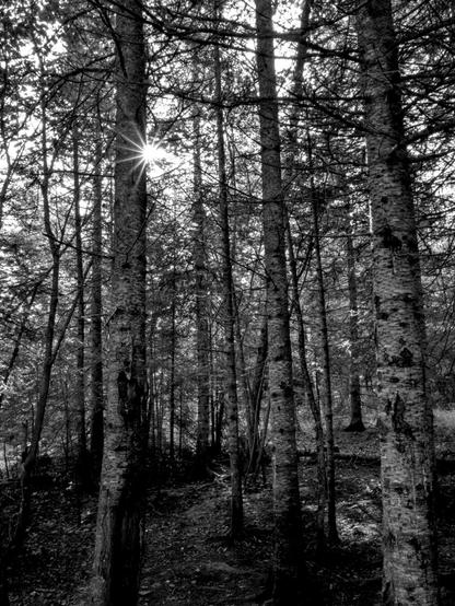 Black and white photo of a forest with tall, slender trees. Sunlight bursts through the canopy, creating a starburst effect and scattering light across the shadows of the forest floor.