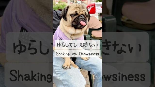 [PUG] パグのバランス感覚 (Pug's sense of balance)