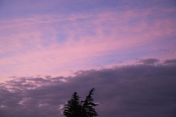 Pastel sunrise sky with broad bands of pink and lavender clouds, above the dark silhouette of two evergreen treetops at the bottom edge.