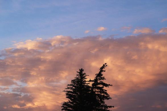 Warm sunrise sky with towering peach and gold clouds against pale blue, silhouetting two evergreen treetops at the bottom.