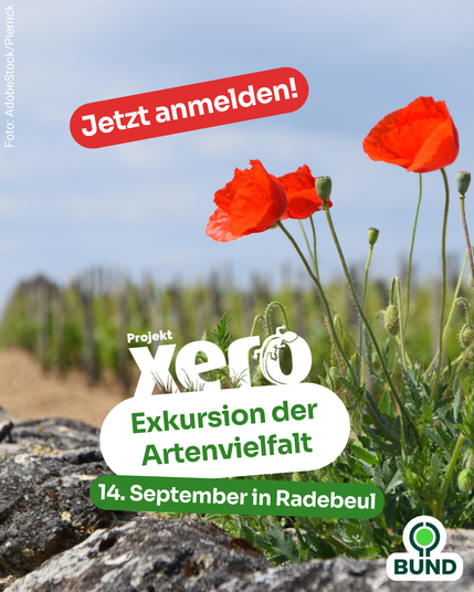 Rote Mohnblumen blühen vor einem Weinberg. Darüber ein rotes Feld mit weißer Schrift: „Jetzt anmelden!“. Darunter das Logo des Projekts „XERO“ und der Text: „Exkursion der Artenvielfalt – 14. September in Radebeul“. Unten rechts das BUND-Logo.