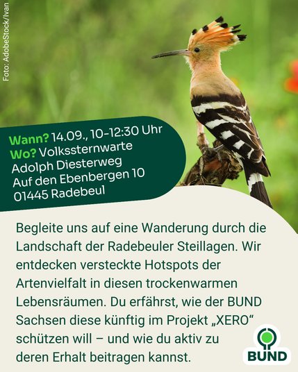 Ein Wiedehopf mit orange-schwarzem Schopf sitzt auf einem Ast. Links daneben in einem grünen Feld: „Wann? 14.09., 10–12:30 Uhr. Wo? Volkssternwarte Adolph Diesterweg, Auf den Ebenbergen 10, 01445 Radebeul“. Darunter Text: „Begleite uns auf eine Wanderung durch die Radebeuler Steillagen. Entdecke Hotspots der Artenvielfalt in trockenwarmen Lebensräumen. Erfahre, wie der BUND Sachsen im Projekt XERO diese schützen will – und wie du mithelfen kannst.“