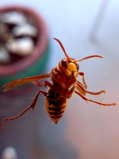 A wasp, photographed through the window pane of our living room.
Relax with my peaceful music: https://li.sten.to/rudolfsteinersproject