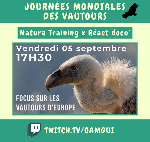 Visuel pour annoncer un live sur la chaîne Twitch de OamGui.

Haut de l’image :
Bandeau vert avec texte en lettres majuscules claires : « Journées Mondiales des Vautours » avec une petite illustration noire simple d'un vautour en vol à droite.

Juste en dessous est écrit « Natura Training x Réact docu' » (en lettres claires sur fond vert foncé encadré).

Centre de l’image :
Photo en gros plan d’un vautour, de profil, montrant son bec crochu sombre, son plumage clair et son encolure emplumée, avec un arrière-plan flou. En haut à gauche il est inscrit en noir « Vendredi 05 Septembre 17H30 », et en bas à droite « Focus sur les vautours d'Europe »

Bas de l’image :
Bandeau vert foncé avec le logo Twitch à gauche et l’adresse de la chaîne en lettres majuscules :
TWITCH.TV/OAMGUI