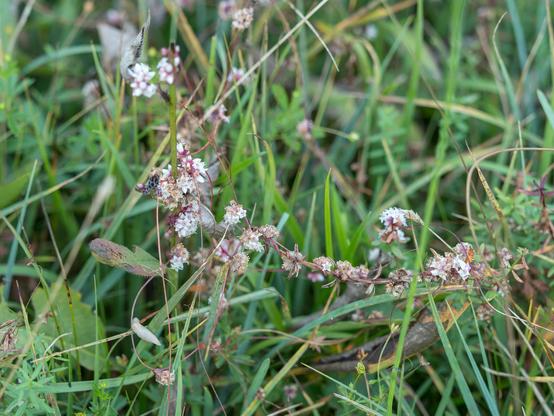 Eine kleine "Schlingpflanze" mit weißen Blüten in einer mageren Streuwiese.
