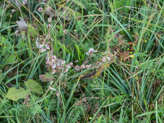 Eine kleine "Schlingpflanze" mit weißen Blüten in einer mageren Streuwiese.