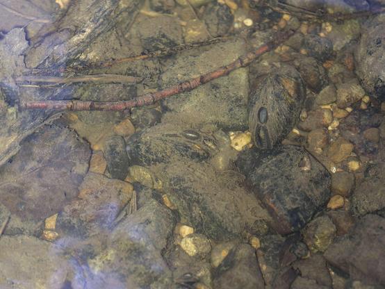 Bachmuscheln mit Ihren Atemöffnungen durch die Wasseroberfläche hindurch fotografiert.