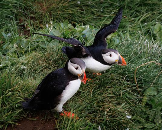 Two adorable puffins in a green grassy field; one just landed from flight and the other looking to the side pensively.