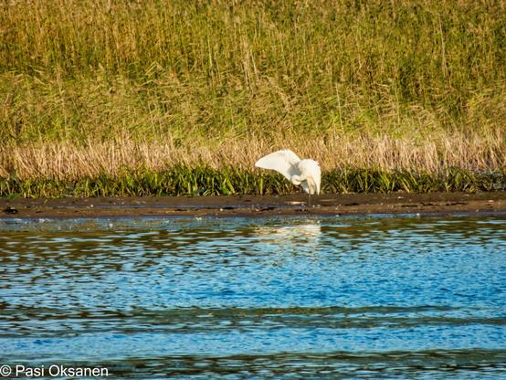 Jalohaikara (Egretta alba) rantavedessä taustalla ruovikkoa edessä vettä.