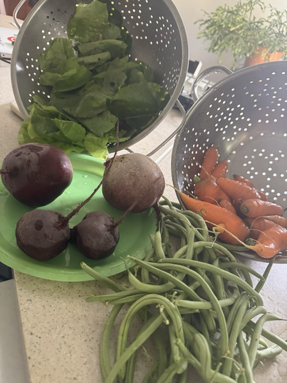Lettuce, beets, carrots and filet beans from our garden.