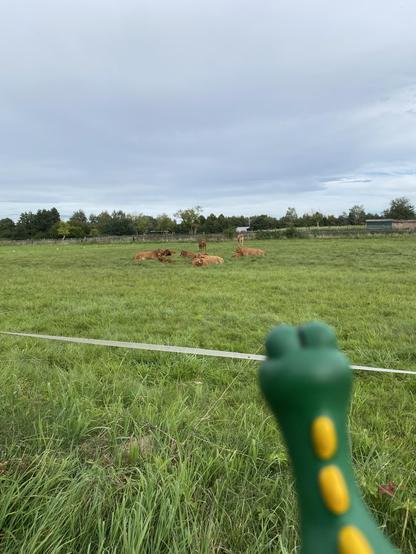 Kleiner dino schaut auf Kühe