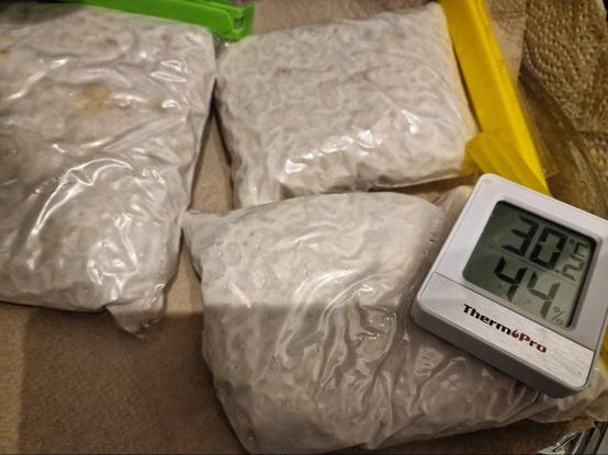 3 Päckchen Tempeh, ca 800g / 30,2°C Temperatur, nahezu ideal.