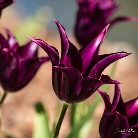 Vivid purple tulips