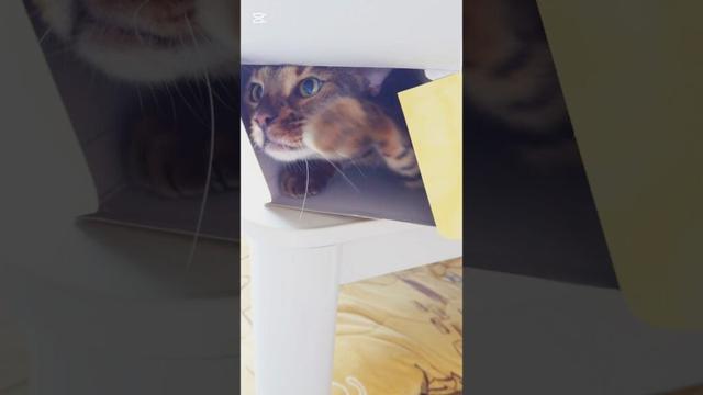 ていっ！ #猫 #猫動画 #猫のいる暮らし #ベンガル #cat #fyp #shorts #short