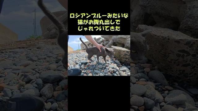 ロシアンブルーみたいな猫がお腹丸出しでじゃれついてきた #猫 #cat #ねこ