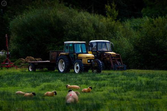 Old yellow tractors in field with sheep. Tilt shift effect