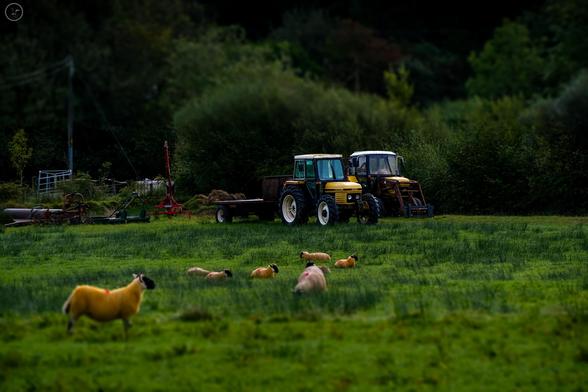 Old yellow tractors in field with sheep. Tilt shift effect