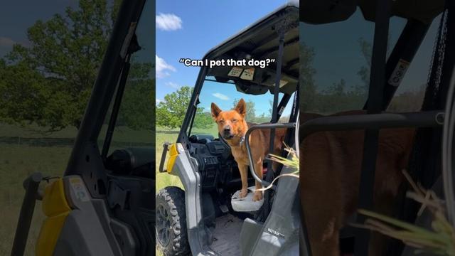 Spicy kisses 😏🌶️ #australiancattledog #redheeler #heeler #cattledog