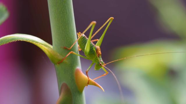 Grashüpfer an einem Rosenzweig. Die Rosendorne ist fast so groß wie das grüne Tier