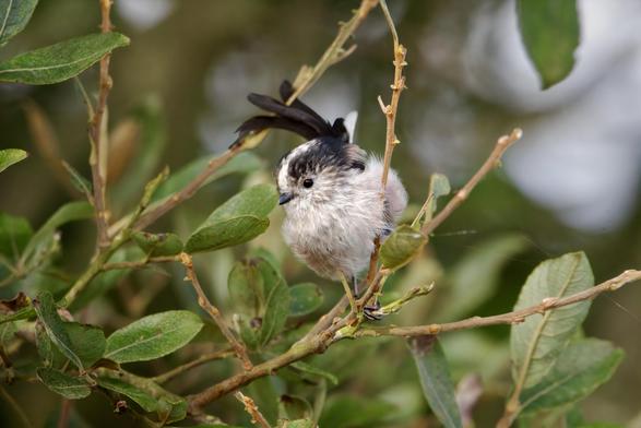 Long-Tailed Tit