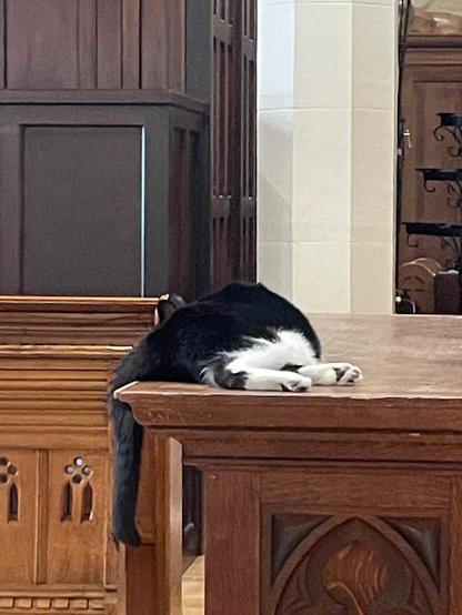 Black and white cat lying flat on the altar tail hanging over the edge