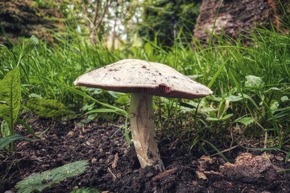 A close-up, ground-level shot of a large, pale mushroom with a broad cap. The mushroom stands in dark, damp soil surrounded by vibrant green grass and other plants, with a blurred background of trees and foliage.