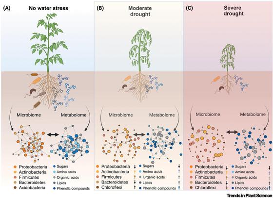 Figure 2 in Pantigoso et al. (2025): "Drought-induced shifts in root microbiome and metabolome."