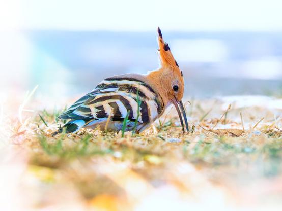 𝗣𝗶𝗰𝘁𝘂𝗿𝗲 𝗗𝗲𝘀𝗰𝗿𝗶𝗽𝘁𝗶𝗼𝗻 (𝗘𝗻𝗴): Low-angle view of a hoopoe landed on the ground in a patch of partially dry grass, searching for food with its long beak. The photograph was taken in La Paz Park in the Las Delicias neighborhood of Valladolid, where these birds are taking a break on their journey south to sub-Saharan Africa.

𝗗𝗲𝘀𝗰𝗿𝗶𝗽𝗰𝗶𝗼́𝗻 (𝗘𝘀𝗽): Vista rasante de una abubilla posada en el suelo, en una zona de hierba parcialmente seca, buscando comida con su largo pico. La fotografía fue captada en el parque de La Paz de barrio de Las Delicias, en Valladolid, donde estas aves se toman un descanso en su viaje hacia el sur, hacia el África Subsahariana.

Camara Panasonic Lumix G90/G95
Objetivo Panasonic 100-300 ƒ3.5-5.6 II
Datos Exif: Modo Manual, ƒ8, 1/1000s, ISO 1600, 572mm equivalente