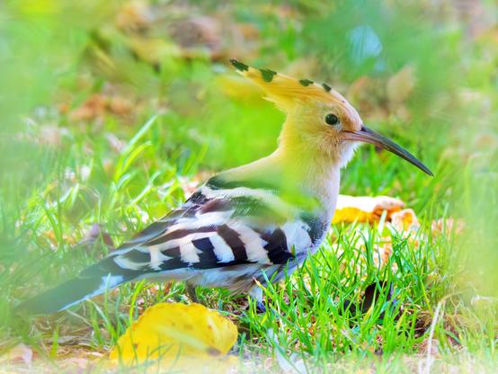 𝗣𝗶𝗰𝘁𝘂𝗿𝗲 𝗗𝗲𝘀𝗰𝗿𝗶𝗽𝘁𝗶𝗼𝗻 (𝗘𝗻𝗴): A hoopoe alighted on the ground in a patch of grass and dry leaves, warily keeping watch because there's a dude with a camera determined to follow it everywhere. The photograph was captured in La Paz Park in the Las Delicias neighborhood of Valladolid, where these birds are taking a break on their journey south to sub-Saharan Africa.

𝗗𝗲𝘀𝗰𝗿𝗶𝗽𝗰𝗶𝗼́𝗻 (𝗘𝘀𝗽): Una abubilla posada en el suelo, en una zona de césped y hojas secas, vigila desconfiada porque hay un tipo con una cámara que está empeñado en seguirla a todas partes. La fotografía fue captada en el parque de La Paz de barrio de Las Delicias, en Valladolid, donde estas aves se toman un descanso en su viaje hacia el sur, hacia el África Subsahariana.


Camara Panasonic Lumix G90/G95
Objetivo Panasonic 100-300 ƒ3.5-5.6 II
Datos Exif: Modo Manual, ƒ8, 1/1250s, ISO 6400, 600mm equivalente
