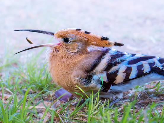 𝗣𝗶𝗰𝘁𝘂𝗿𝗲 𝗗𝗲𝘀𝗰𝗿𝗶𝗽𝘁𝗶𝗼𝗻 (𝗘𝗻𝗴): A hoopoe has found a bug and skillfully tosses it down its throat to swallow it. The photograph was captured in La Paz Park in the Las Delicias neighborhood of Valladolid, where these birds are taking a break on their journey south to sub-Saharan Africa.

𝗗𝗲𝘀𝗰𝗿𝗶𝗽𝗰𝗶𝗼́𝗻 (𝗘𝘀𝗽): Una abubilla ha encontrado un escarabajo y lo lanza hacia su garganta con habilidad para poder tragárselo. La fotografía fue captada en el parque de La Paz de barrio de Las Delicias, en Valladolid, donde estas aves se toman un descanso en su viaje hacia el sur, hacia el África Subsahariana.

Camara Panasonic Lumix G90/G95
Objetivo Panasonic 100-300 ƒ3.5-5.6 II
Datos Exif: Modo Manual, ƒ8, 1/1250s, ISO 6400, 600mm equivalente