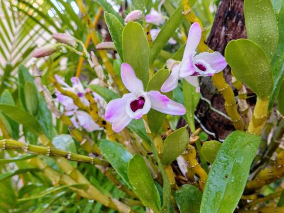Orquídeas de um jardim - Jardim São Bento - Uberaba (MG)

#orquideas #jardim #cerradomineiro #uberabamg #uberaba
