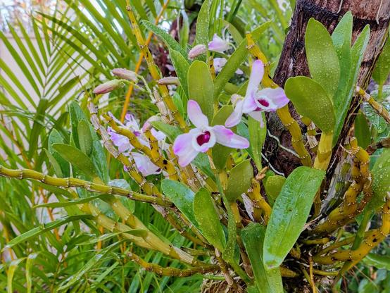 Orquídeas de um jardim - Jardim São Bento - Uberaba (MG)

#orquideas #jardim #cerradomineiro #uberabamg #uberaba