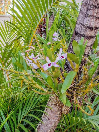 Orquídeas de um jardim - Jardim São Bento - Uberaba (MG)

#orquideas #jardim #cerradomineiro #uberabamg #uberaba