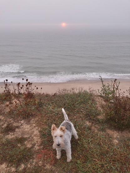 A dog stands at the top of a dune at sunrise with Nauset Light Beach and the Atlantic Ocean behind them. In the distance the sun is just beginning to peek above the horizon.