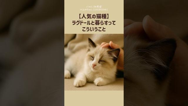 【人気の猫種】ラグドールと暮らすって、こういうこと