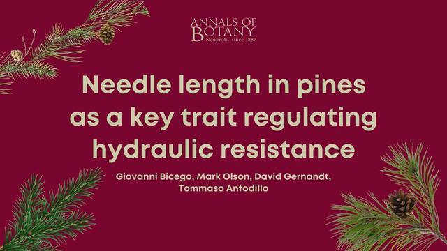 Needle length in pines as a key trait regulating hydraulic resistance