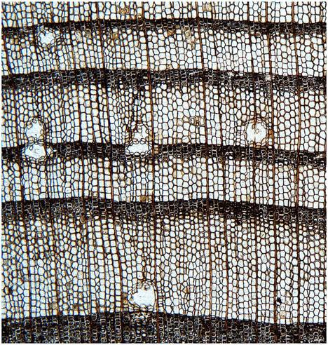 Cross-section of a newly discovered woody stem of Pinaceae, Piceoxylon jarudense sp. nov., based on well-preserved material from the Early Cretaceous of Northeast China.