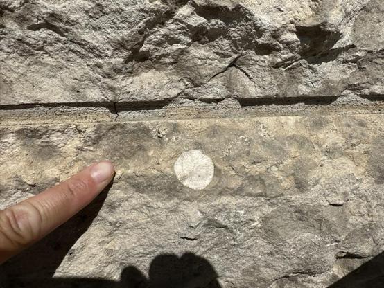 A picture of wall, with two bricks of Tyndall stone. The stone is a mottled cream colour. In the middle is a small, white circular fossil with what looks like spokes radiating from the centre. This is a cross-section of a rugose coral!