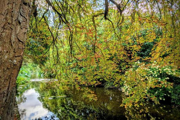 A serene creek with a large tree on the left, its branches hanging low over the water. The leaves on the tree and surrounding bushes are a mix of green, yellow, and orange, indicating autumn. The water reflects the colourful foliage and a cloudy sky.