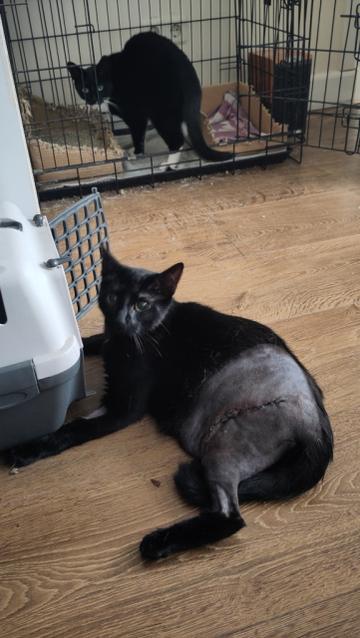 Lúthien ligt voor haar reiskooitje, grote pupillen vanwege de narcose, een kaalgeschoren linker achterkant en een enorme hechting erop. Op de achtergrond haar moeder, Melian, die in de bench staat.