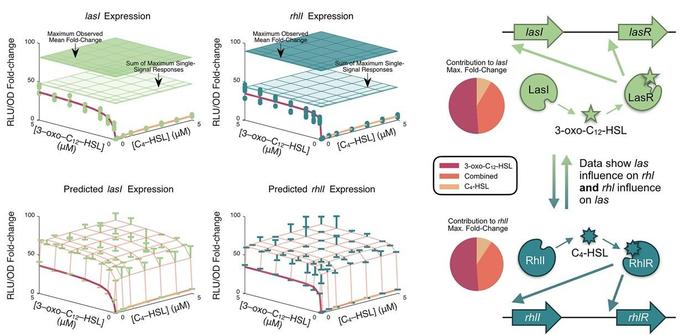 The las and rhl QS systems have a reciprocal, synergistic, and unequal relationship. Top: Single-signal models demonstrate that the summed effects of single signals (3 oxo C12 HSL alone, red; C4 HSL alone, orange) cannot account for the maximal expression of lasI or rhlI. The upper green, flat surfaces in the plots indicate the maximum mean expression level measured across all combinations of signal concentrations while the lower semi-transparent surfaces mark the sum of single signal effects. The plotted points represent observed expression levels when C4 HSL is withheld (red) and when 3 oxo C12 HSL is withheld (yellow). Lines indicate the model predictions. Bottom: Multi-signal non-linear models capture the synergistic effects of both signals and match observed expression levels. Model estimates are shown as grid lines. Horizontal bars show the mean value of expression observed at each combination of signal concentrations. Lines extend from these mean values to the relevant grid point for clarity. Right: Data show that relationship of the las and rhl systems is reciprocal, and the multi-signal model quantifies the strength of those interactions. In particular, it reveals the contribution of both signals to the maximum fold-change in expression of both synthases. The charts in this panel summarize the contribution of 3 oxo C12 HSL (red), C4 HSL (yellow), and the synergistic combination of both (orange).
