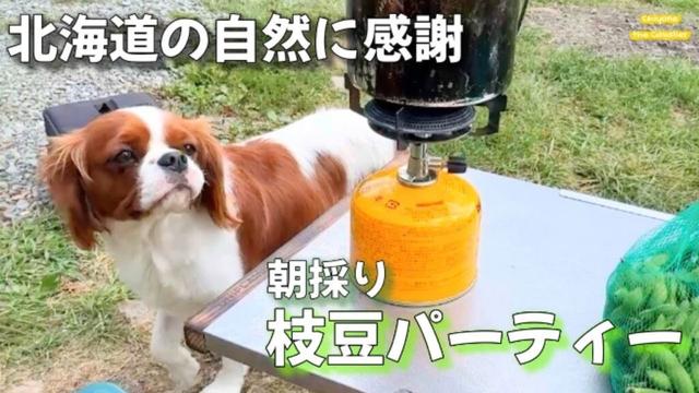超能力じみた嗅覚に敬意を抱く枝豆パーティー【犬連れ北海道キャンプ キャバリア】