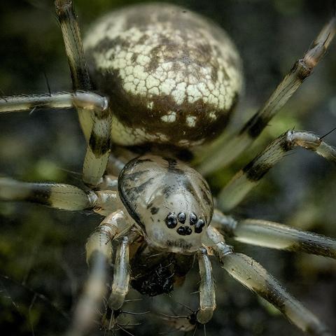 2/3 front of a spider.