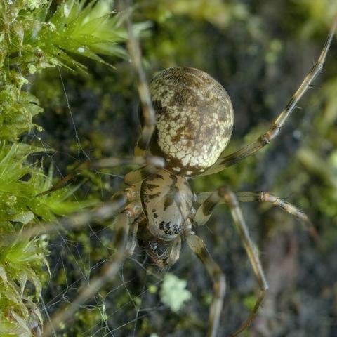Spider with moss, web and bark around it