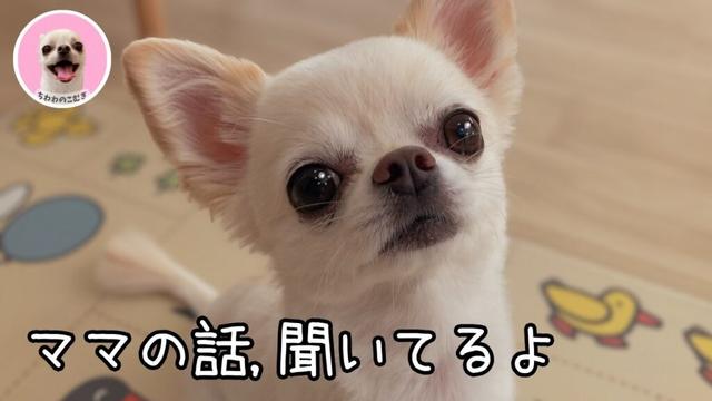ママの話を一生懸命聞くチワワ|こむぎの真剣なまなざしが愛おしすぎた