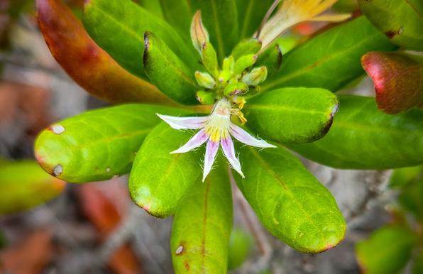 Scaevola montana une plante du maquis minier, avec sa fleur caractéristique du genre, avec "5 doigts", en "pied de poule"